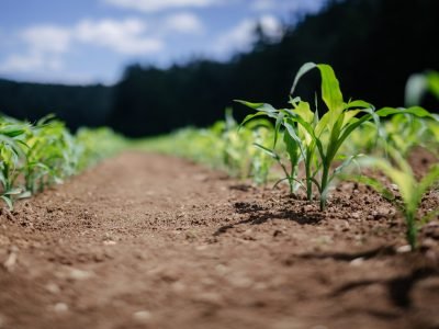 Biogas Production for Domestic Use