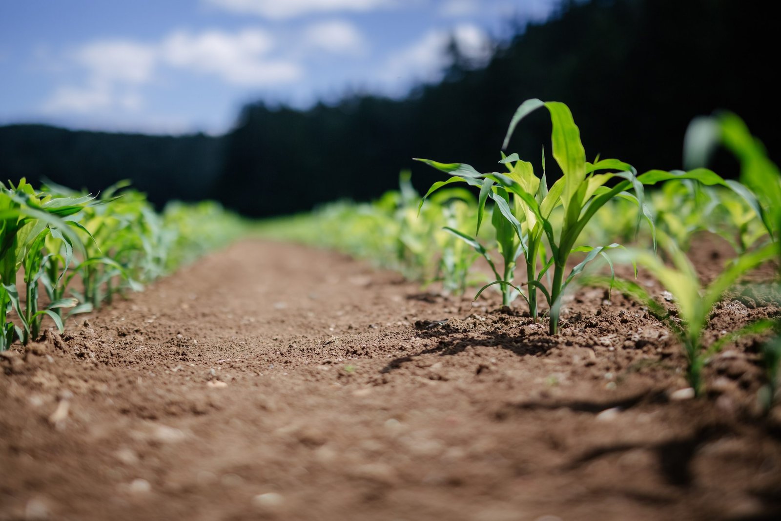 Biogas Production for Domestic Use